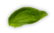 monyk-hero1-bazalka3